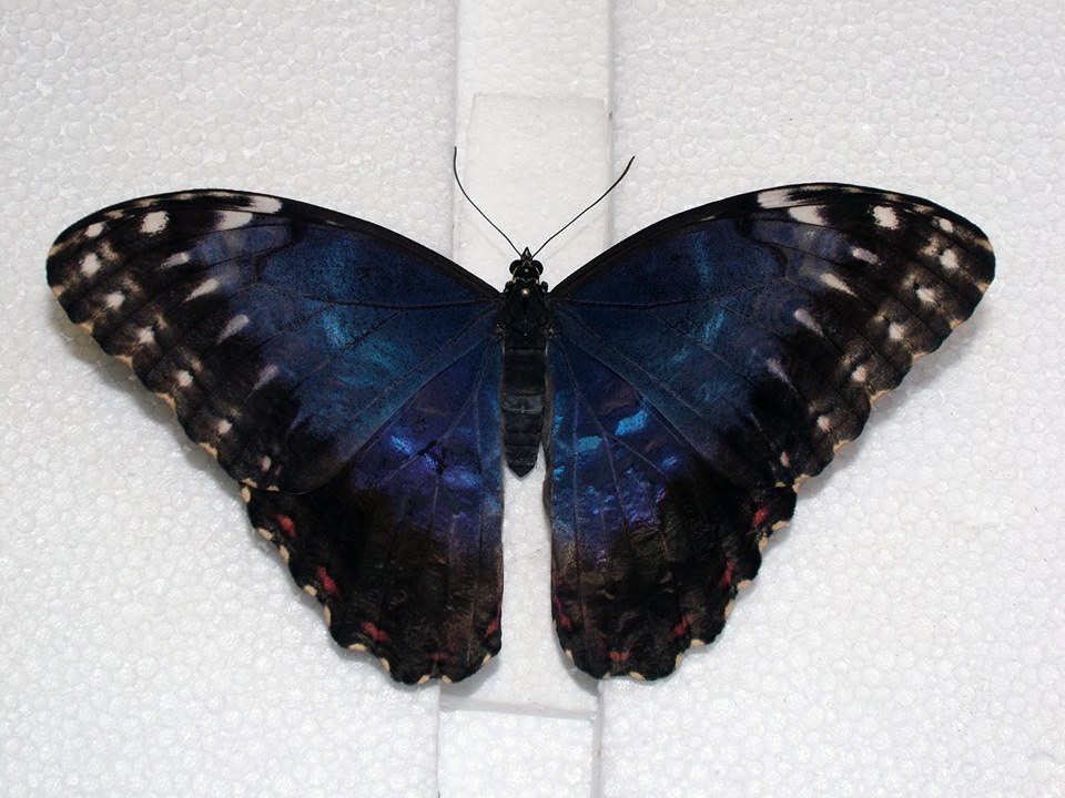 Morpho peleides (About to be mounted) (Internet Image property of respective owner, non-commercial use only)